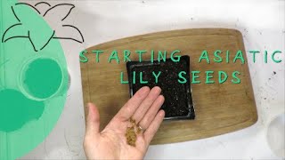 Planting Asiatic Lily Seeds [upl. by Molloy647]