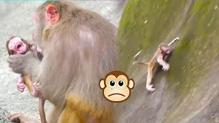 Unscrupulous mother monkey pushed her baby down the cliff [upl. by Eiralav]