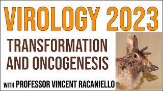 Virology Lectures 2023 18 Transformation and oncogenesis [upl. by Kinghorn143]