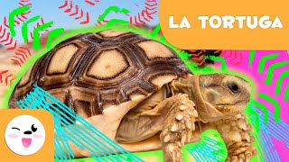 LA TORTUGA 🐢 Animales para niños 🍃 Episodio 3 [upl. by Dnomsaj]