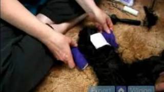 Dog First Aid  How to Bandage a Dogs Torn Toe Nail [upl. by Dempstor]