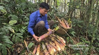 Harvesting bamboo shoots Robert  Green forest life ep288 [upl. by Tloc500]