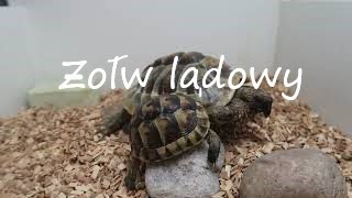 CZY WARTO KUPIĆ ŻÓŁWIA LĄDOWEGO  🐢  PRZYDATNE INFORMACJE [upl. by Moyer]