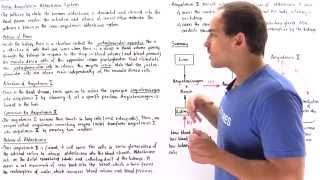 ReninAngiotensinAldosterone System [upl. by Darian]