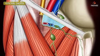 ANATOMY OF FEMORAL TRIANGLE  FEMORAL CANAL  FEMORAL SHEATH Animation [upl. by Edahs122]