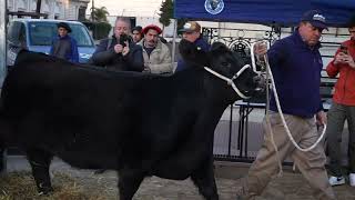 Bajada primer animal  81 Expo de Otoño Angus [upl. by Ashleigh]