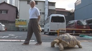 のんびり下町を散歩 リクガメ「ボンちゃん」は人気者 [upl. by Niowtna]