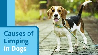 Causes of Limping in Dogs [upl. by Darom]