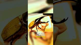 Hercules Beetle  Strongest Animal On Earth [upl. by Aineval]