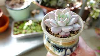 How To Grow Succulents Indoors [upl. by Ellesor]