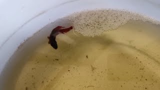 Breeding veiltail Betta male with galaxy koi female [upl. by Vachel175]