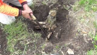 HOW TO REMOVE A TREE STUMP [upl. by Mateya]