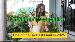 How to Propagate Dracaena Marginata Cuttings  One of the lucky plants in 2025 [upl. by Wanfried]