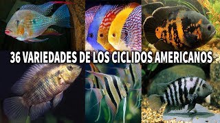 LAS 36 VARIEDADES DE LOS CÍCLIDOS AMERICANOS  AcuariosLP [upl. by Nnyrat977]