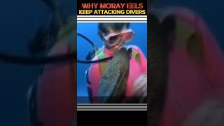 THE DARK SIDE OF MORAY EEL  ATTACKS ON DIVERS [upl. by Setsero]