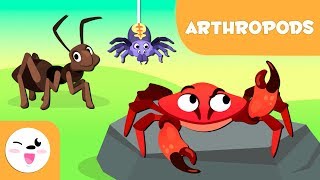 Arthropods for kids  Invertebrate animals  Natural Science For Kids [upl. by Solracnauj442]