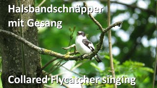 Halsbandschnäpper mit Gesang – Collared Flycatcher singing Ficedula albicollis [upl. by Delanie]