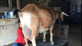 Dairy Goat Clipping for Kidding Season [upl. by Rancell]