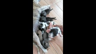 2 days old seven healthy puppies with 1 day old kitten goodvives [upl. by Alice671]