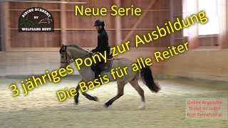 Jungpferde Ausbildung und Basis Wissen für alle Reiter Cookie  3 jährige Welsh Cob Wallach Pony [upl. by Sabba42]