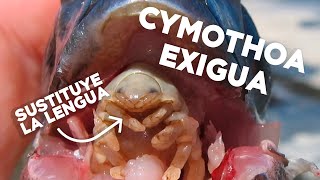 PARÁSITO COME LENGUAS  CYMOTHOA EXIGUA [upl. by Lauhsoj]