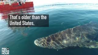 Greenland Shark Spotted [upl. by Eejan546]