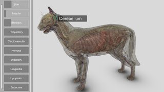 3D Cat Anatomy 200 for Desktop [upl. by Higgins]