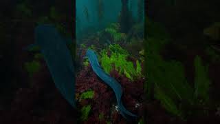 2m long Conger Eel in Giant Kelp Forest [upl. by Philomena]