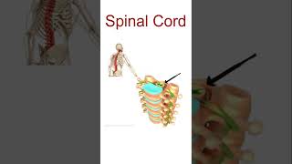 Human Spinal Cord Structure and function Spinal cord anatomy shorts SpinalCord shorts YtShorts [upl. by Dilly]