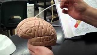 Anatomy Lab  Human Brain model [upl. by Zennie]