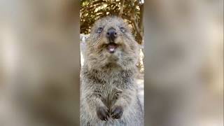 Quokkas doing what they do best SOUND ON [upl. by Manda490]