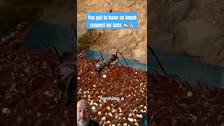 How Ant Colonies Evacuate During Floods 🤔 zackdfilms remix shortsviral [upl. by Wall]