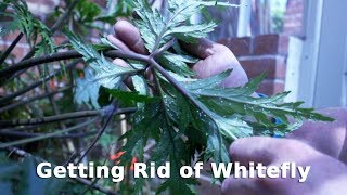 Get Gardening Getting Rid of Whitefly [upl. by Akkahs287]