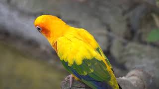 Nature Sounds Sun Conure Parrot Sounds Gray African Parrot Sounds  1 hour  No Music [upl. by Blaine172]