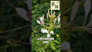 Aprende a identificar la planta conocida como Bigotes de Gato [upl. by Beaumont92]