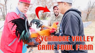 2023 Farm Visit Sycamore Valley Game Fowl FarmPart 1 [upl. by Tj]