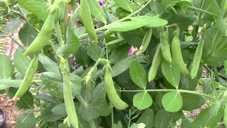 How To Grow Peas In Containers  Step By Step From Planting To Harvest [upl. by Mandle]