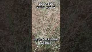 Garika Gaddi seeds available [upl. by Cerelly]