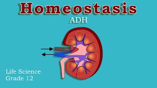 Endocrine System and Homeostasis  Osmoregulations  ADH  Life science grade 12 [upl. by Adnilrev659]