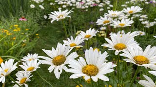 How to Divide Daisies [upl. by Wrightson]