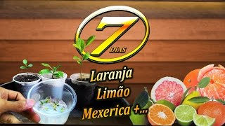 Como Plantar Sementes Laranja Limão Mexerica e todas Cítricas 1 Muda [upl. by Sandie]