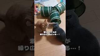 早すぎてスローモーションに見えているのか…？😸｜PECO エキゾチックショートヘア 猫 愛猫家 猫のいる暮らし exoticshorthair cat catlover catlife [upl. by Elicia]