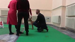 Cirneco dell’Etna Silvento Medea dogshow [upl. by Lumbard]