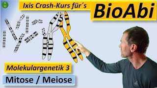 Molekulargenetik 3  Mitose Meiose Crossing over  Anwendungsaufgaben für ein super BioAbi [upl. by Tnert]