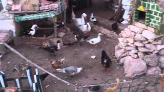 Duck Village Manoel Island Malta [upl. by Ramses]