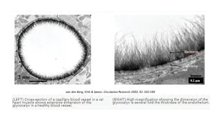 Glycocalyx Structure and Function Explained [upl. by Aylmer309]