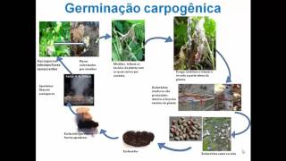 Ciclo de vida do fungo Sclerotinia sclerotiorum [upl. by Demaggio291]