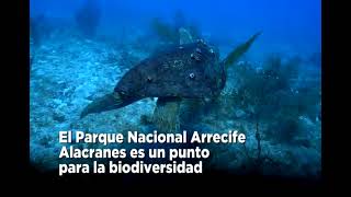 Arrecife alacranes resguarda semillero de vida mañana cumple 28 años bajo protección [upl. by Scales564]