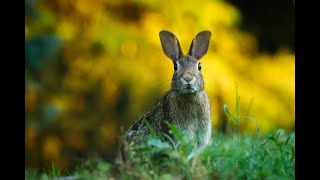 Hasengeräusche  bunny sounds [upl. by Ahcrop]