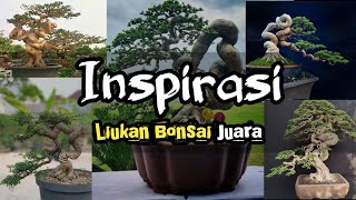 Inspirasi Bonsai Meliuk Juara [upl. by Burdett]